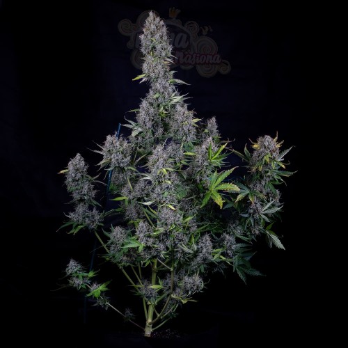 Mephisto Genetics - Pink Panama Auto
