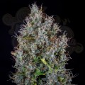 Mephisto Genetics - Pink Panama Auto