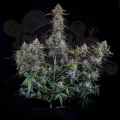 Mephisto Genetics - Forum Stomper Auto