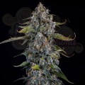 Mephisto Genetics - Forum Stomper Auto