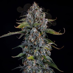 Mephisto Genetics - Forum Stomper Auto