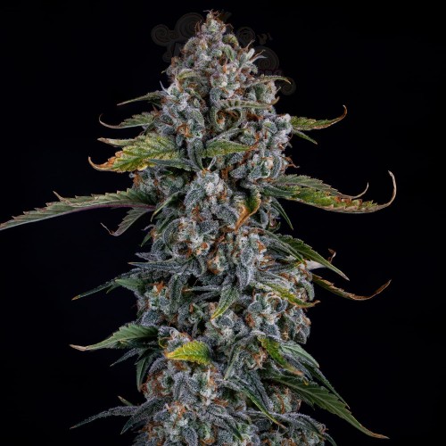 Mephisto Genetics - Forum Stomper Auto