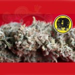 REGGAE SEEDS - O'Haze Red