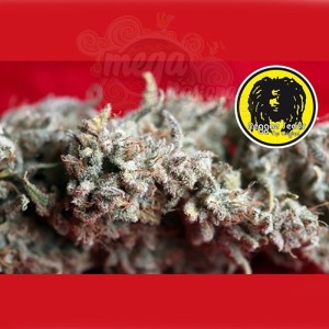REGGAE SEEDS - O'Haze Red
