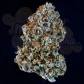 Mephisto Genetics - Creme de la Chem Auto