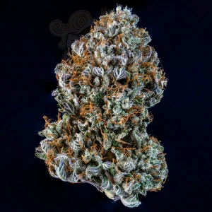 Mephisto Genetics - Creme de la Chem Auto