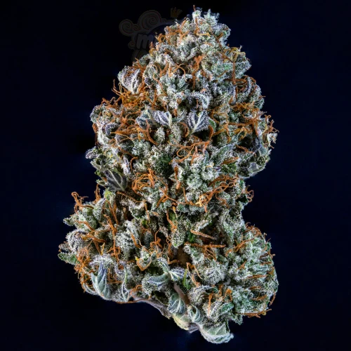 Mephisto Genetics - Creme de la Chem Auto