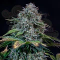 Mephisto Genetics - Creme de la Chem Auto