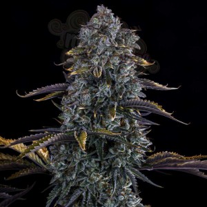 Mephisto Genetics - Northern Cheese Haze Auto
