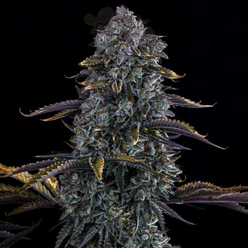 Mephisto Genetics - Northern Cheese Haze Auto