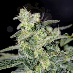 Mephisto Genetics - Hubbabubbahaze Auto