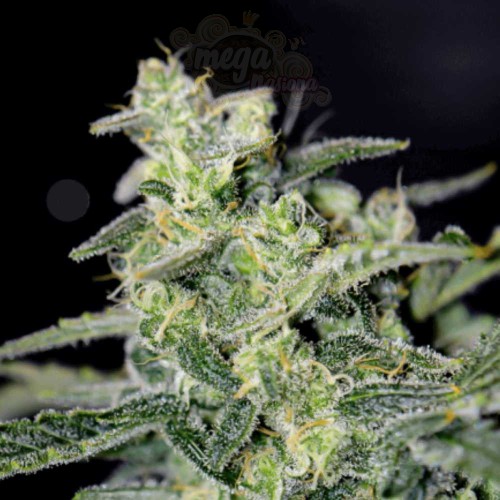 Mephisto Genetics - Hubbabubbahaze Auto