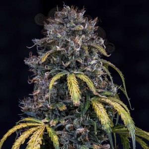 Mephisto Genetics - Super Orange Haze Auto