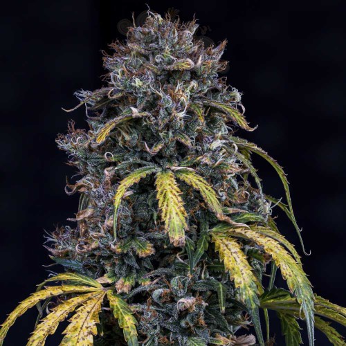 Mephisto Genetics - Super Orange Haze Auto