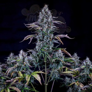 Mephisto Genetics - Ripley’s OG Auto
