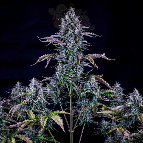 Mephisto Genetics - Ripley’s OG Auto