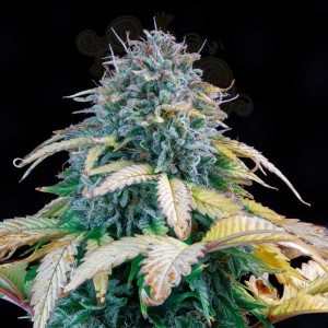 Mephisto Genetics - Samsquanch OG Auto