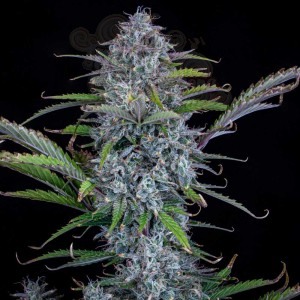 Mephisto Genetics - Chemdogging Auto