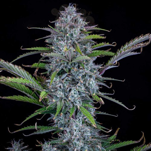 Mephisto Genetics - Chemdogging Auto
