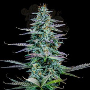 Mephisto Genetics - Strawberry Nuggets Auto