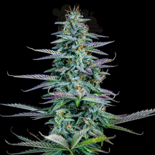 Mephisto Genetics - Strawberry Nuggets Auto
