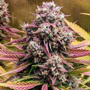 Mephisto Genetics - Deez Nuggs Auto