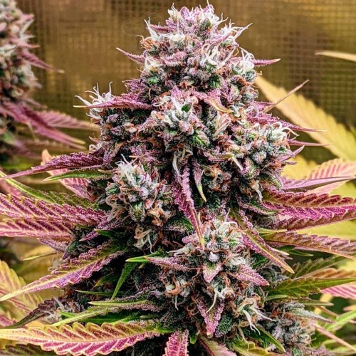 Mephisto Genetics - Deez Nuggs Auto