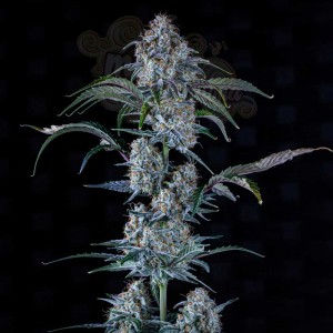Mephisto Genetics - Sour Stomper Auto