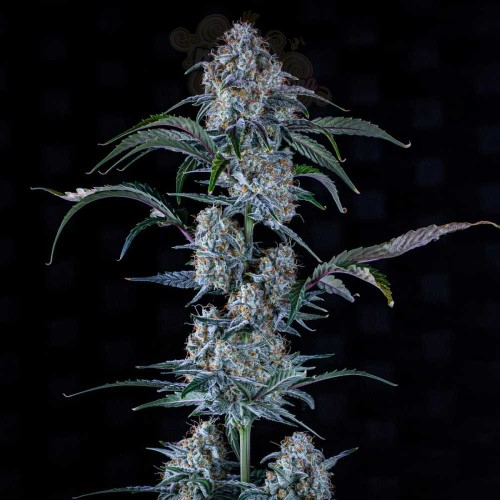 Mephisto Genetics - Sour Stomper Auto