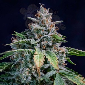 Mephisto Genetics - Walter White Auto