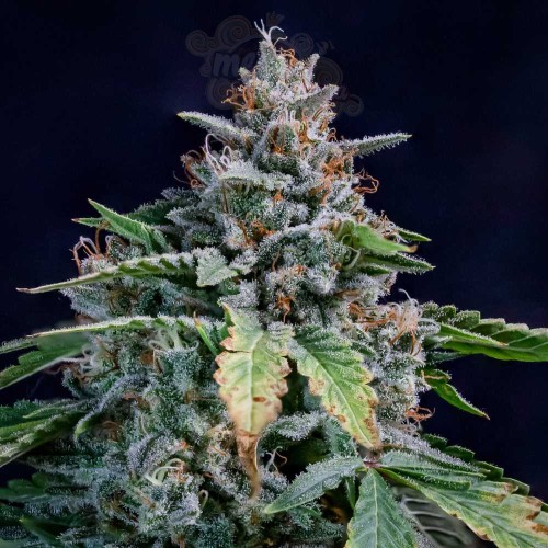 Mephisto Genetics - Walter White Auto