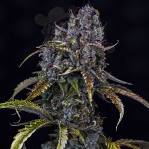 Mephisto Genetics - Toof Decay Auto