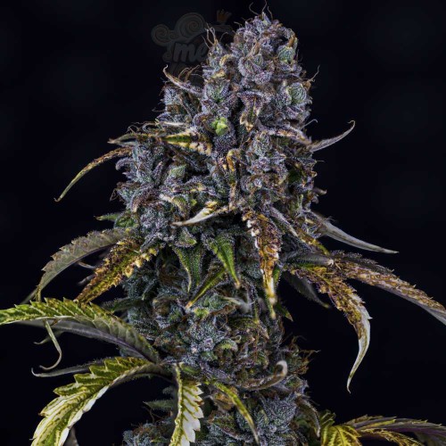 Mephisto Genetics - Toof Decay Auto