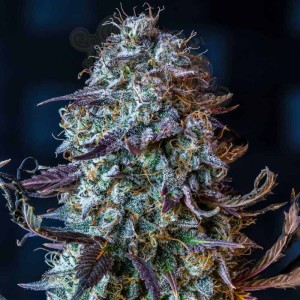 Mephisto Genetics - Mephisto’s Wedding Auto
