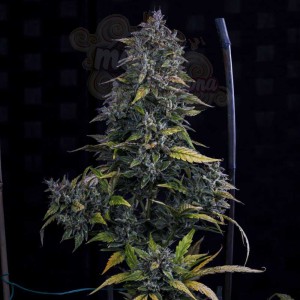 Mephisto Genetics - S.O.D.K Auto 