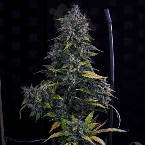 Mephisto Genetics - S.O.D.K Auto 