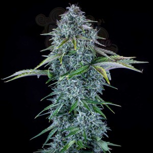 Mephisto Genetics - Orange Diesel Auto