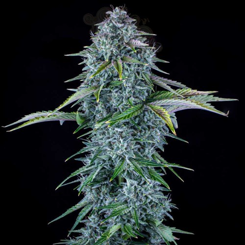Mephisto Genetics - Orange Diesel Auto