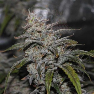 Mephisto Genetics - Grape Walker Kush Auto