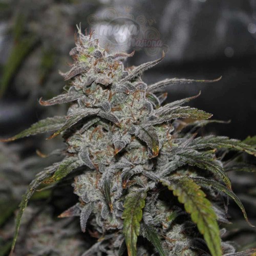 Mephisto Genetics - Grape Walker Kush Auto