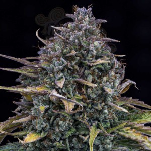 Mephisto Genetics - Gold Glue Auto