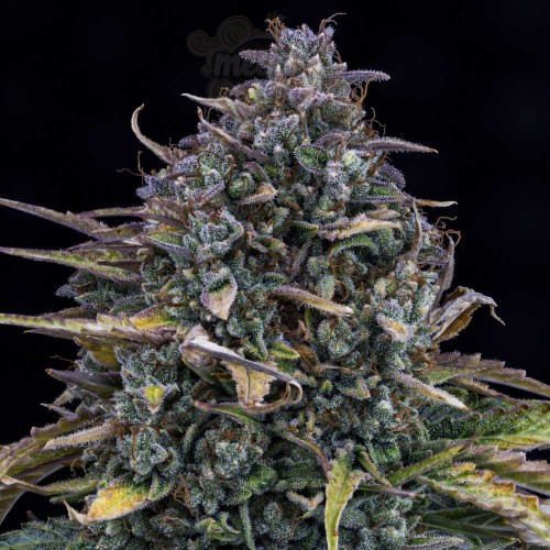 Mephisto Genetics - Gold Glue Auto