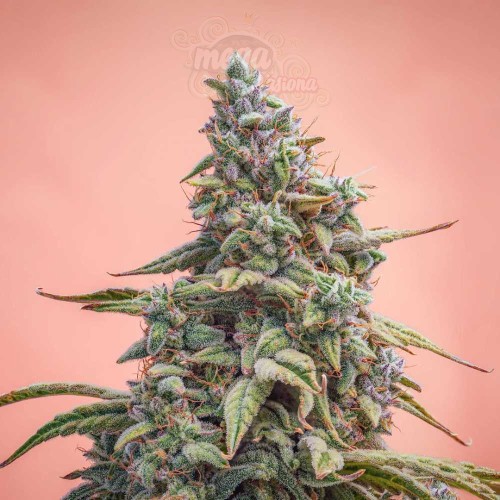 Mephisto Genetics - Canna-Cheese 1:1 Auto