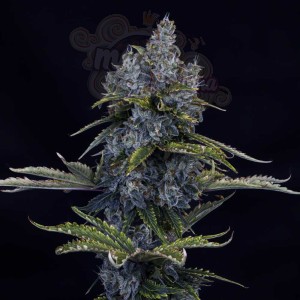 Mephisto Genetics -  Forgotten Cookies Auto