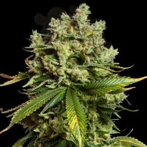 Mimosa Auto