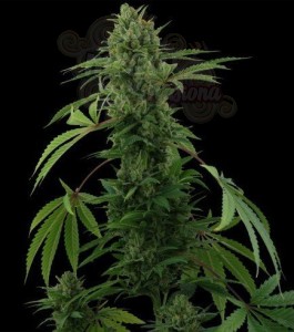 Pineapple Chunk Auto