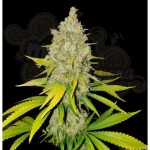 AK-47 Fast