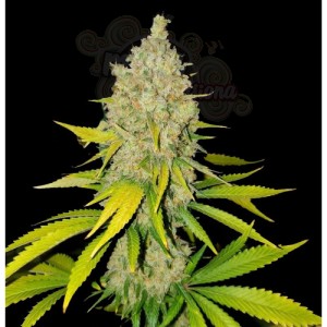 AK-47 Fast
