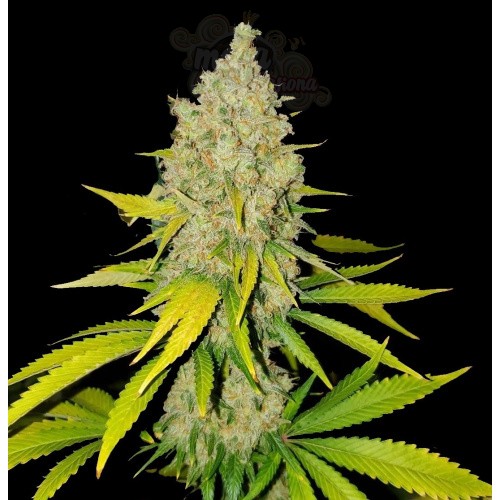 AK-47 Fast