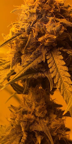 Afghan Kush